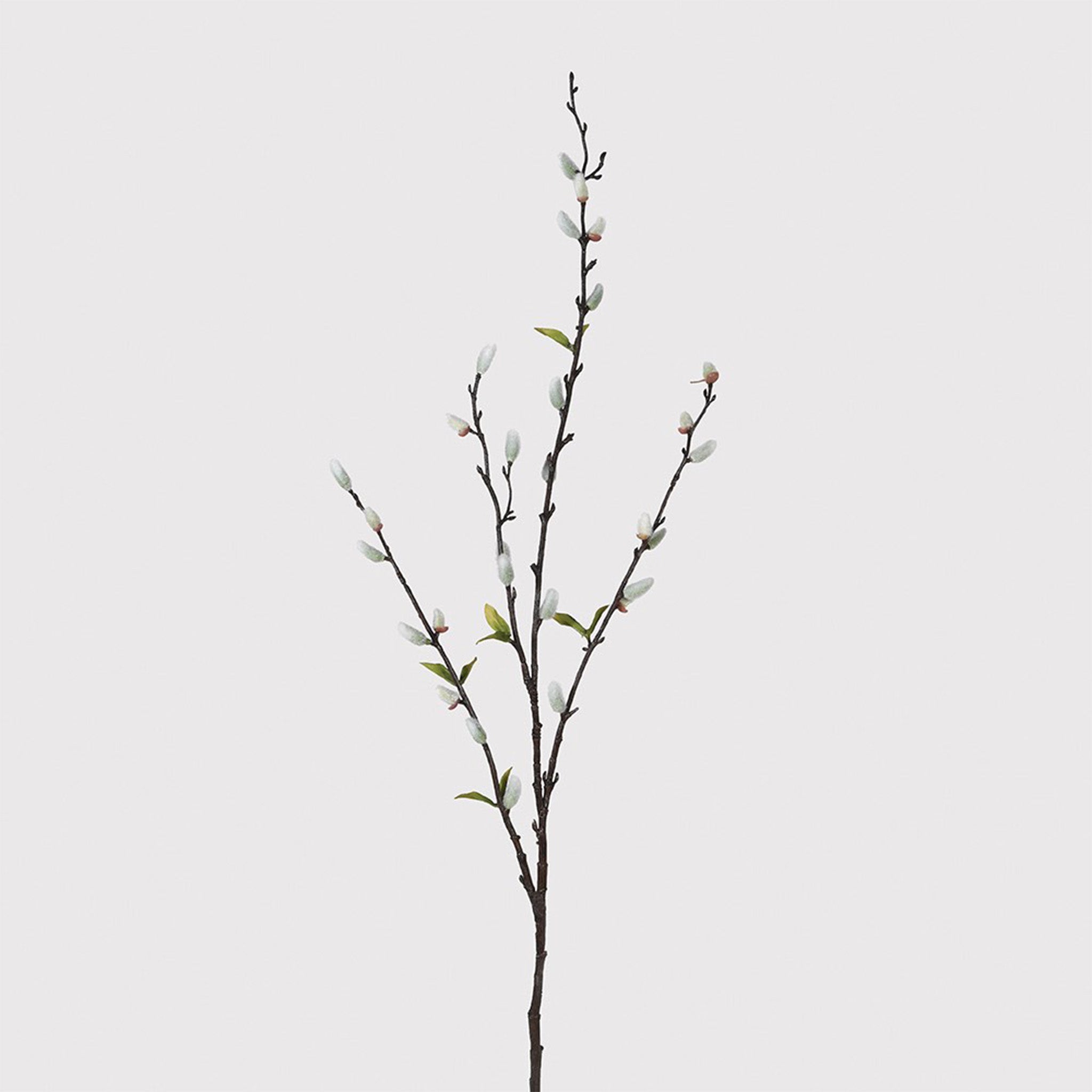 Salix Caprea Stem- Pack of 12